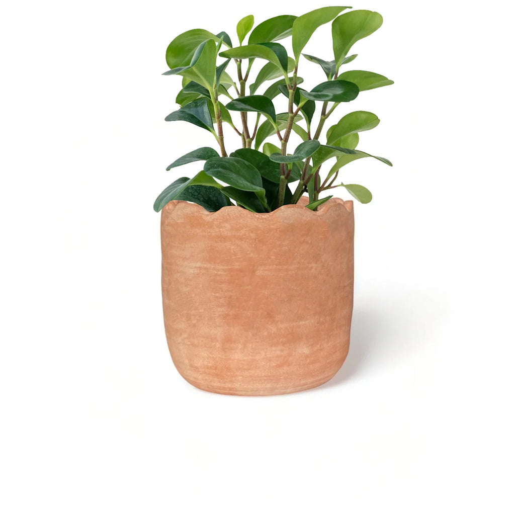 Wavy Planter - Large DC-Powered by People dÉsirer